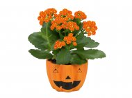 Roślina kwitnąca Halloween , cena 9,99 PLN za 1 szt. 
