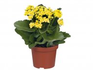 Rośliny kwitnące , cena 9,99 PLN za 1 szt. 
Kalanchoe
kwitnie ...