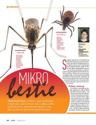 Mikro bestie - komary