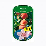 Drzewka owocowe, 2-letnie , cena 24,99 PLN za sztuka 
 wysokość: ...