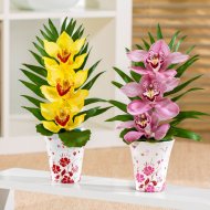 Orchidea - 3 kwiaty , cena 15,99 PLN za sztuka 
 3 kwiaty orchidei ...