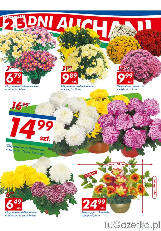 Gazetka Auchan Chryzantemy kwiaty