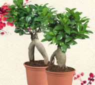 Fikus bonsai , cena 9,99 PLN za 1 szt. 
-  wysokość 30 cm