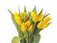 Tulipany 7 szt. , cena 7,99 PLN za 7 szt. 
7 sztuk w bukiecie
wysokość ...