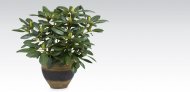 Rododendron , cena 19,99 PLN za /szt. 

<b>Oferta od 13.04 do ...