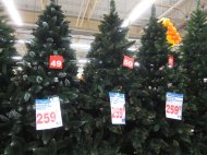 Sosna to idealne drzewko świąteczne. W ofercie Auchana znajdziemy ...
