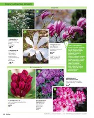 Duży wybór magnolii oraz rododendronów
