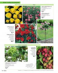 Różne rodzaje róż: wielkokwiatowe, pnące, rabatowe lub ...
