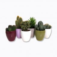 Kaktus w doniczce ceramicznej , cena 11,99 PLN za sztuka 
 ...