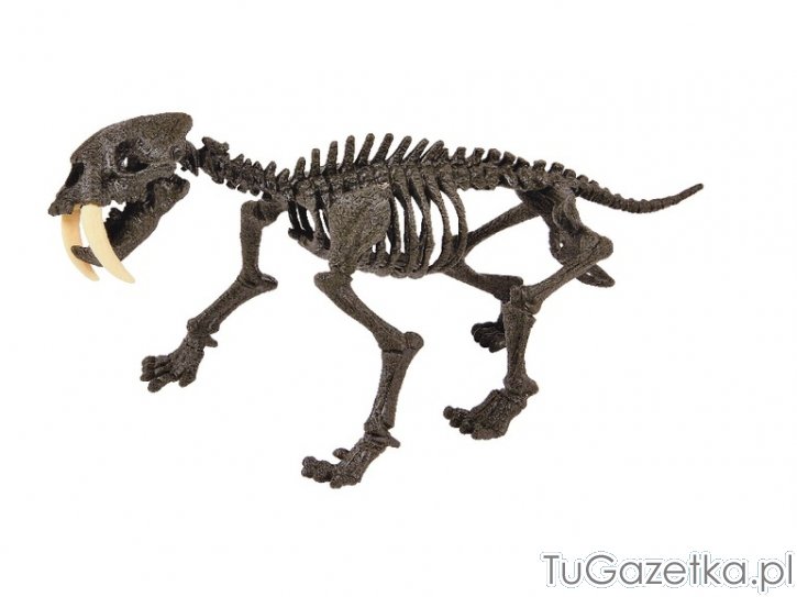 Model szkieletu