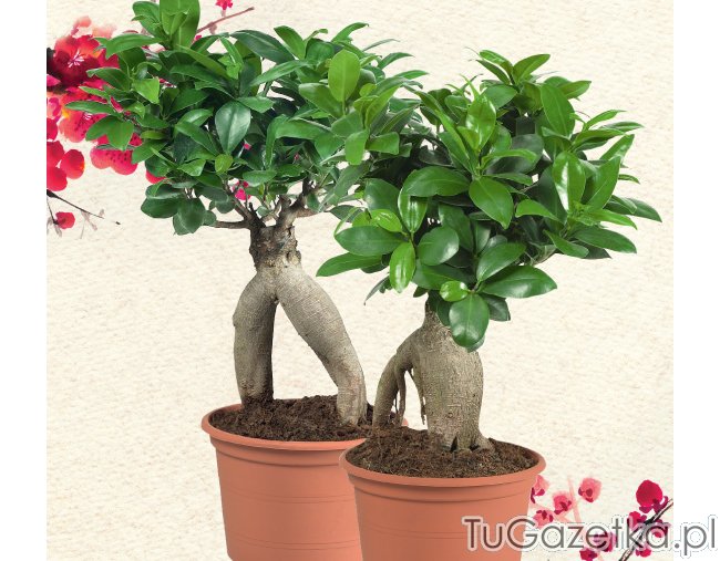 Fikus bonsai